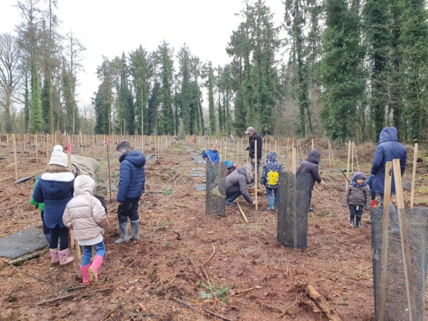Plumieux plantation 4