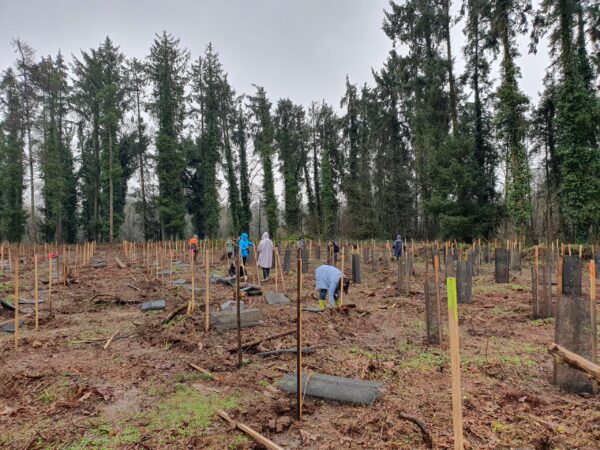 Plumieux plantation 2